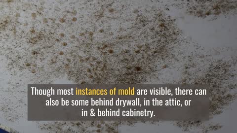 Mold Remediation In Naples FL