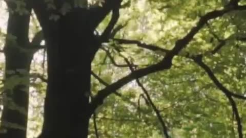 Huge trees in a large green forest