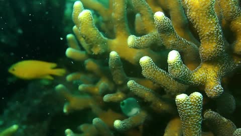 A Close-up Shot of a Coral