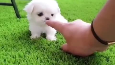 Cute dog