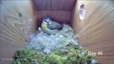 From empty nest to first egg in less than 8 minutes! - BlueTit nest box live camera highlights