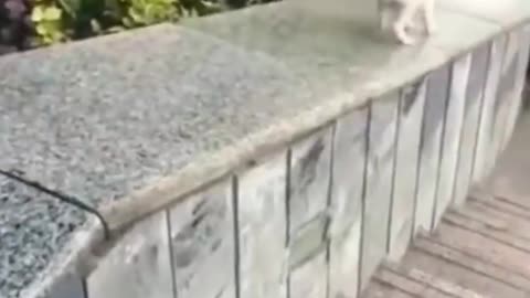 Cute Dog Sliding Down The Stairs