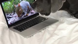 Dog barks at squirrel on laptop