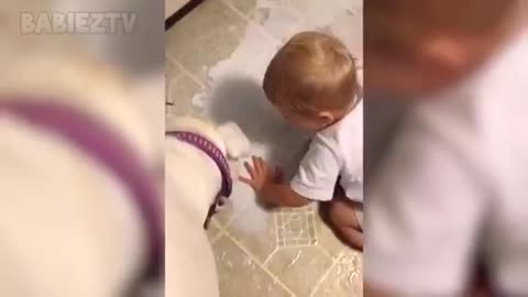 dog and small baby funny video