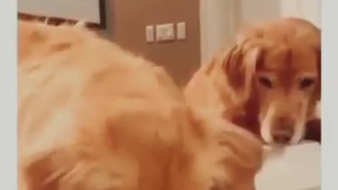 Funny dogs Reaction 😂