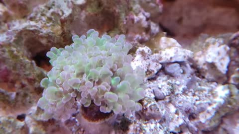 90 Gallon Reef - 7 Months