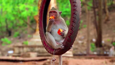 Baby monkey eating fruit in a playful moode sitting on a hangingtyre