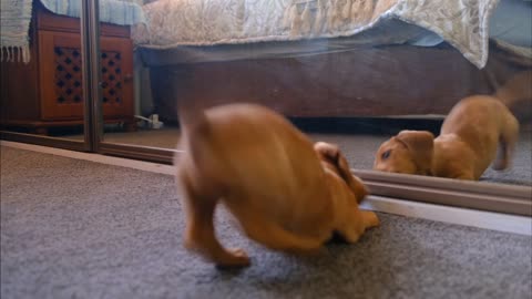 A puppy fighting himself in the mirror