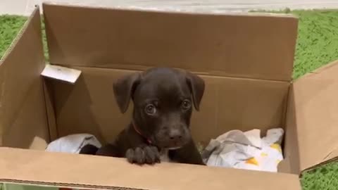 Puppy meeting new owner for the first time