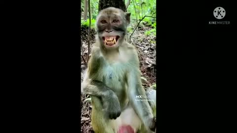 Monkey is laughing funny video 😂😂😂