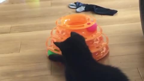 kitten Playing with her ball