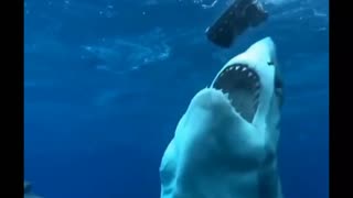 The Power of Great White Shark