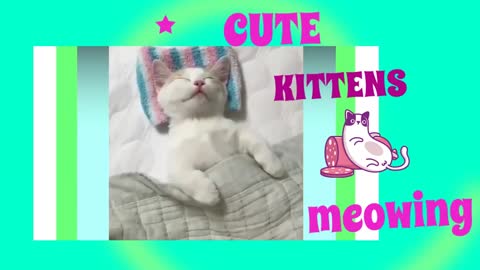 Cute Kitten Meow Compilation