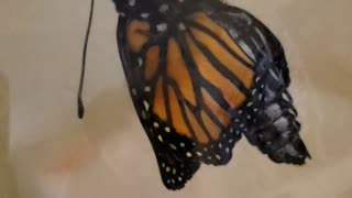 Exact Moment a Monarch Butterfly Emerges from Chrysalis