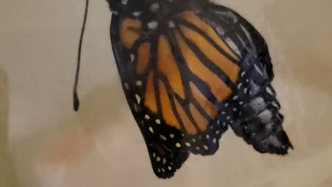 Exact Moment a Monarch Butterfly Emerges from Chrysalis