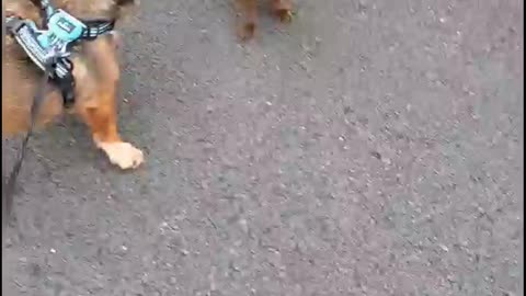 Puppy daschund and his friend are playing