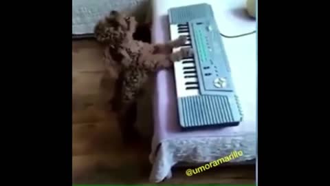 Dog is trying to sing
