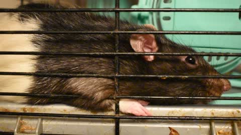 Rats Happy To Get Fans; One Chitters Happily