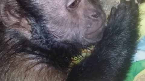 Monkey Loving on a Stuffed Toy After a Bath