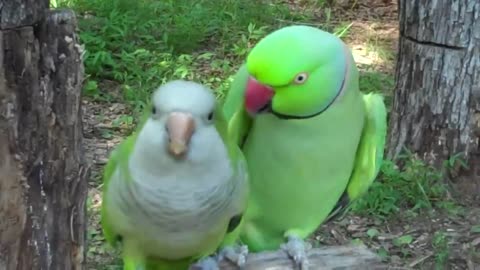 JoJo & Buddy /TALKING PARROT/!