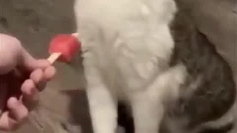 🤣🤣Funny animal clip 🤣🤣