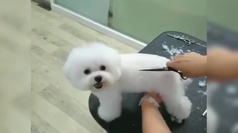 Dogs are cute, but they are behaved when they cut their hair