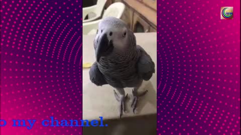 Smartest most Talking parrot ever | African grey parrot.