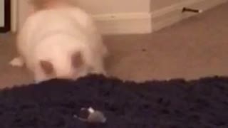 Large white cat plays with toy mouse near blue carpet