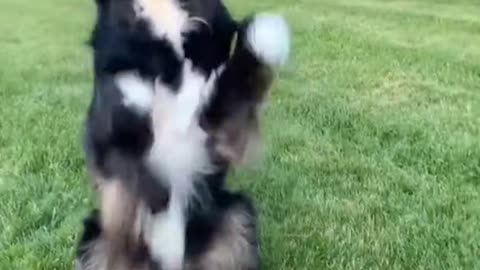 Smart dog training video dog training trick