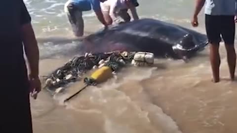 HUGE Manta Ray Stuck in Fishing Net Rescued by Strangers Who Worked Together | The Dodo