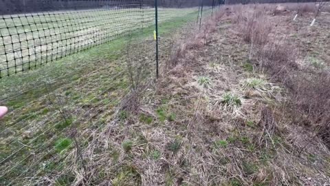 A Quick Tour of My Deer Fence