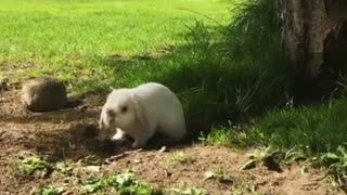 Rabbit Digging in The Ground To Sleep