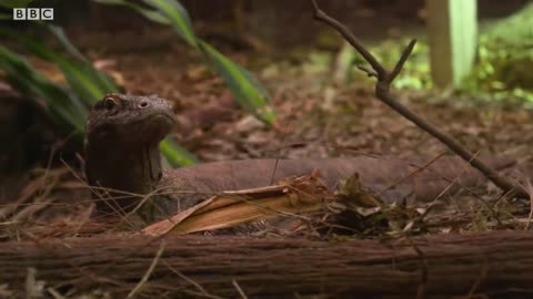 Do Komodo Dragons Eat Their Babies? | Weird Animal Searches | BBC Earth