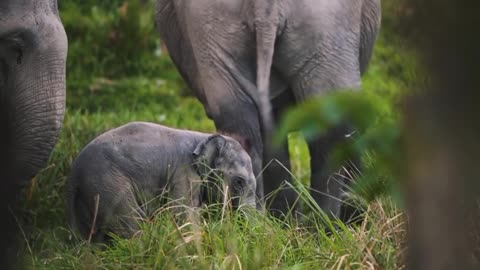 Wild life 🐘🦏🌵❤️😍 #shorts #animals #wildlife #nature