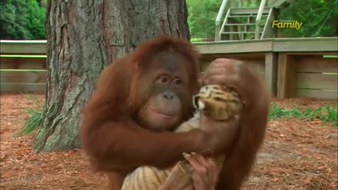 Mommy Orangutan babysits other animals