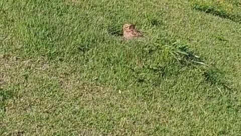 Baby Owl Gets a Helping Hand