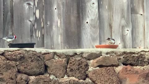 A Mated Red Crested Cardinal Pair