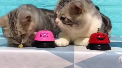 clever cat ask food by ringing bell