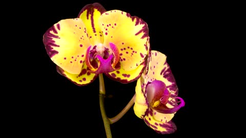 Blooming yellow and violet orchid flower