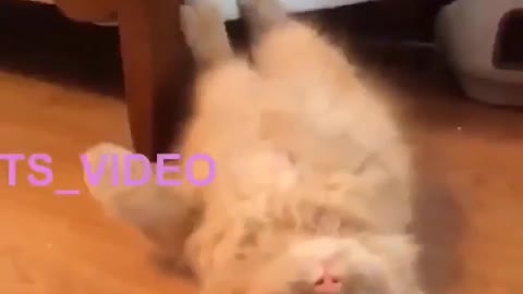 Funny and Cute Cat Videos #249