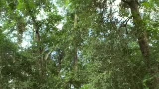 Girl Doesn't Realize She Was Bitten By a Copperhead Snake