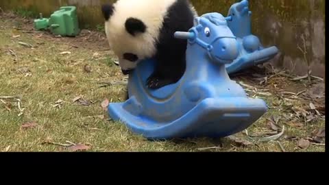 Cute Baby Pandas Playing With A Rocking Horse | Cute Adorable Animals | Pandas