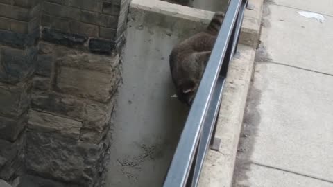 Urban Animals - Confused Raccoon Downtown Toronto