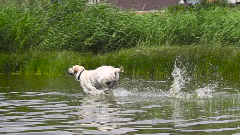 Dog runs in the water in Slow motion capture HD