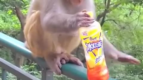 China monkey comedy funny video | funny monkey videos