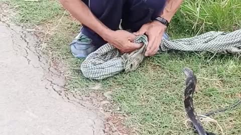 Man Has No Fear of King Cobra