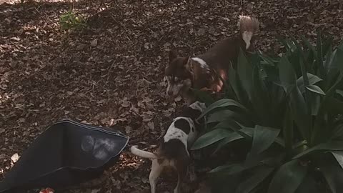 Funny two dogs playing in the wood