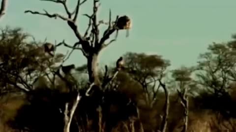 Cheetah catches an antelope, zealous baboons come to rescue