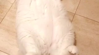 When you forget to set the alarm fat white cat gets up quickly laying on tile