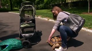 New Yorkers meet therapy reading dogs, friendly tortoise